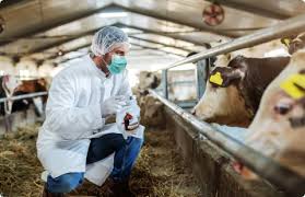 Ways for Treatment of Livestock Diseases