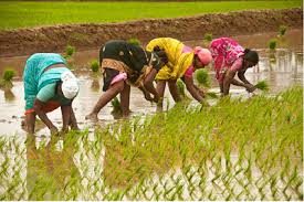 Functions of Rural Leaders and Their Bases of Power and Influence in Agricultural Communities Functions of Rural Leaders and Their Bases of Power and Influence in Agricultural Communities