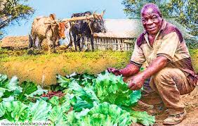 Development and Functions of Rural Community Leaders in Agriculture
