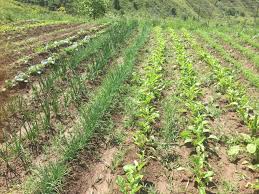 Inter-cropping