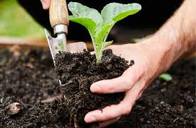Guide to Sowing and Planting Practices of Crops
