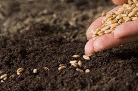 Guide to Sowing and Planting Practices of Crops Guide to Sowing and Planting Practices of Crops