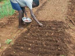 Guide to Sowing and Planting Practices of Crops Guide to Sowing and Planting Practices of Crops