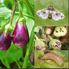Fruit and Shoot Borer (Leucinodes orbonalis) - Symptoms and Damage Prevention