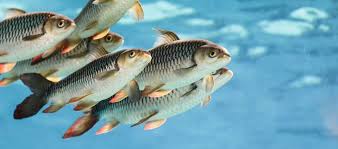 Understanding the Ecology and Biology of Fish Species in Agriculture and Aquaculture