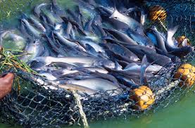 Understanding the Ecology and Biology of Fish Species in Agriculture and Aquaculture Understanding the Ecology and Biology of Fish Species in Agriculture and Aquaculture