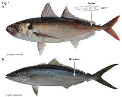 Understanding the Ecology and Biology of Fish Species in Agriculture and Aquaculture Understanding the Ecology and Biology of Fish Species in Agriculture and Aquaculture