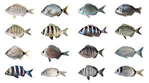 Understanding the Ecology and Biology of Fish Species in Agriculture and Aquaculture Understanding the Ecology and Biology of Fish Species in Agriculture and Aquaculture