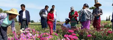 Examples Of Rural Youth Extension Programmes In Other Countries