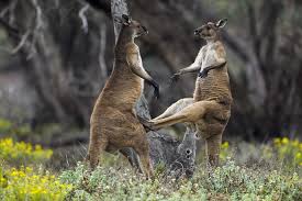 Understanding Competition in Organisms: A Key Concept in Agriculture and Ecology