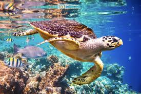 Ecology and Life History of Sea Turtles in Marine Ecosystems