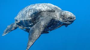 Ecology and Life History of Sea Turtles in Marine Ecosystems Ecology and Life History of Sea Turtles in Marine Ecosystems