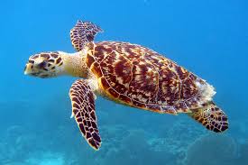 Ecology and Life History of Sea Turtles in Marine Ecosystems Ecology and Life History of Sea Turtles in Marine Ecosystems