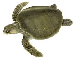 Ecology and Life History of Sea Turtles in Marine Ecosystems Ecology and Life History of Sea Turtles in Marine Ecosystems