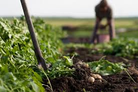 Fundamentals of Ecology in Agricultural Systems