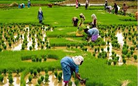 Concept and Meaning of Agriculture in Modern Times Concept and Meaning of Agriculture in Modern Times