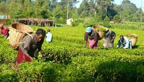 Measures for Improving Agricultural Development in Nigeria