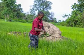 Measures for Improving Agricultural Development in Nigeria Measures for Improving Agricultural Development in Nigeria
