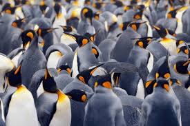 Understanding Population Dynamics in Animal Ecology