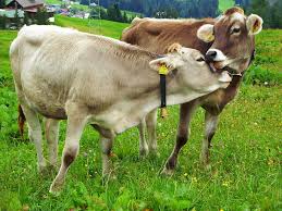Animal Population Control in Agricultural Systems