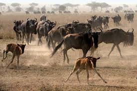 Animal Population Control in Agricultural Systems Animal Population Control in Agricultural Systems