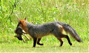 Population Cycles in a Predator-Prey System in Agricultural Ecosystems