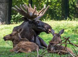 Population Cycles in a Predator-Prey System in Agricultural Ecosystems Population Cycles in a Predator-Prey System in Agricultural Ecosystems