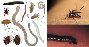 Population Cycles in a Predator-Prey System in Agricultural Ecosystems Population Cycles in a Predator-Prey System in Agricultural Ecosystems