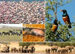 Behavioral Ecology of African Mammals in Agriculture and Wildlife Management
