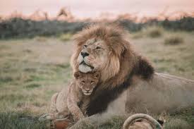 Behavioral Ecology of African Mammals in Agriculture and Wildlife Management Behavioral Ecology of African Mammals in Agriculture and Wildlife Management