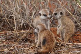 Behavioral Ecology of African Mammals in Agriculture and Wildlife Management Behavioral Ecology of African Mammals in Agriculture and Wildlife Management