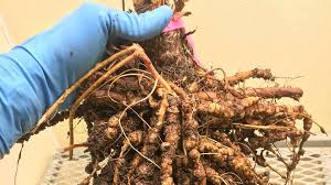 Root-knot Nematode (Meloidogyne spp.) - Symptoms, Damage and Preventive Measures