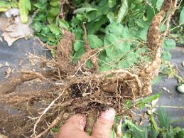 Root-knot Nematode (Meloidogyne spp.) - Symptoms, Damage and Preventive Measures Root-knot Nematode (Meloidogyne spp.) - Symptoms, Damage and Preventive Measures