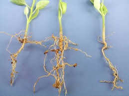 Root-knot Nematode (Meloidogyne spp.) - Symptoms, Damage and Preventive Measures Root-knot Nematode (Meloidogyne spp.) - Symptoms, Damage and Preventive Measures