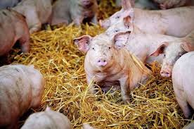 The Art and Science of Farming Pigs