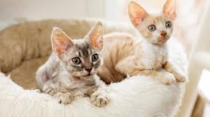 Complete List of Smartest Cat Breeds