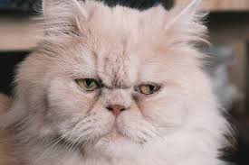 Doll Face Persian Cat Description and Guide to Proper Care