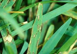 Gray Leaf Spot (Stemphylium spp) – Symptoms and Damage Control