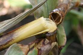 Bacterial Stem Rot (Pectobacterium Carotovorum) - Symptoms and Damage Control