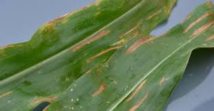 Gray Leaf Spot (Stemphylium spp) – Symptoms and Damage Control Gray Leaf Spot (Stemphylium spp) – Symptoms and Damage Control
