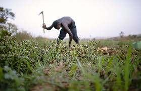 Land-use and Land Tenure System in Agriculture