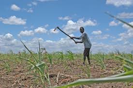 Land-use and Land Tenure System in Agriculture Land-use and Land Tenure System in Agriculture