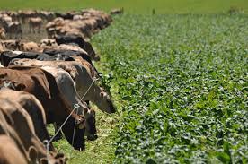 Pasture and Forage Crops in Agriculture