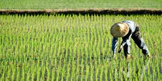 Principles of Crop Production: Cultural Practices in Agriculture Principles of Crop Production: Cultural Practices in Agriculture