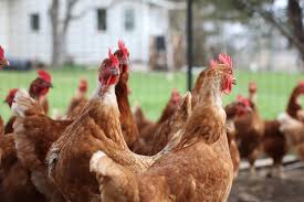 Poultry Production and Management Poultry Production and Management