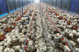 Poultry Production and Management Poultry Production and Management
