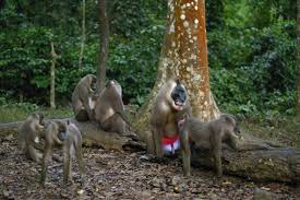 Wildlife Production in Nigeria Wildlife Production in Nigeria