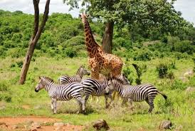 Wildlife Production in Nigeria Wildlife Production in Nigeria