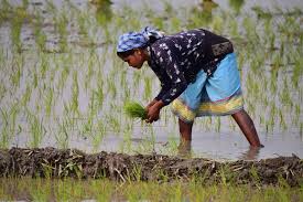 Rice Farming (Oryza sativa): Complete Growing Guide for High Yields