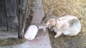 How to Make a Baby Goat Kid Lick a Block